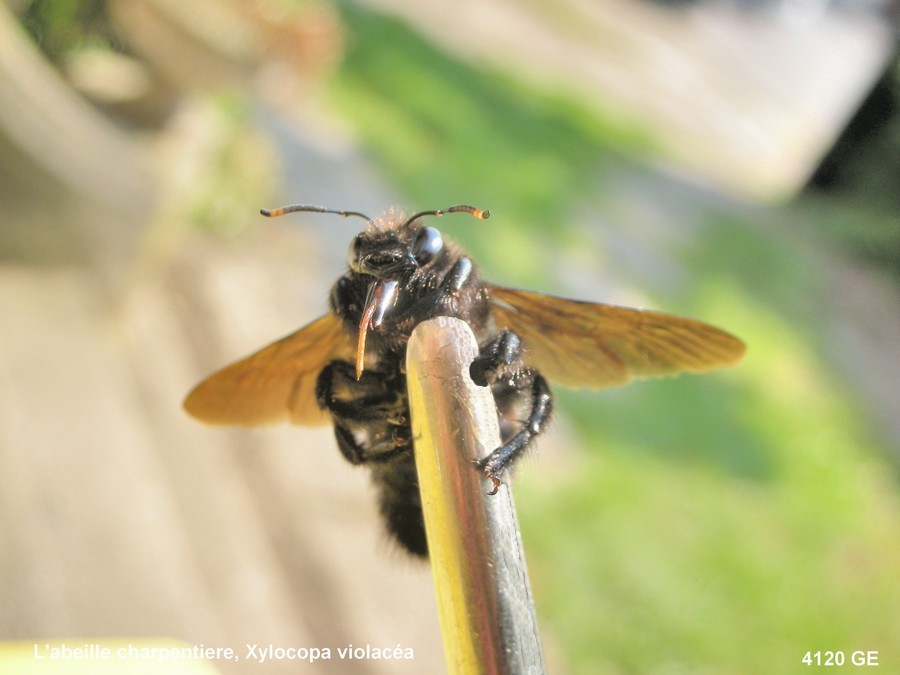 XYLOCOPA