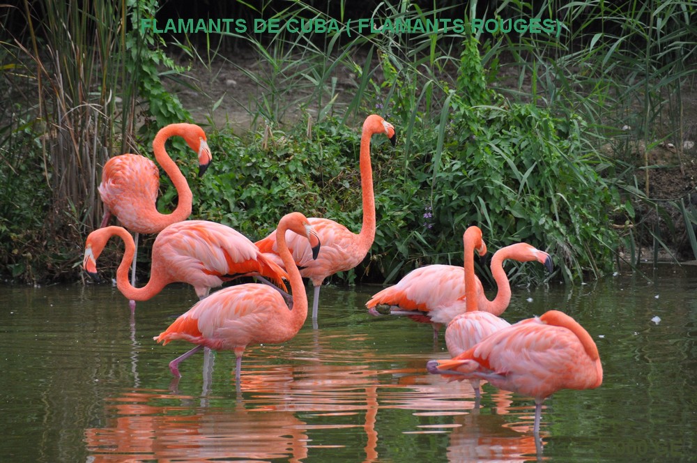 FLAMANTS
