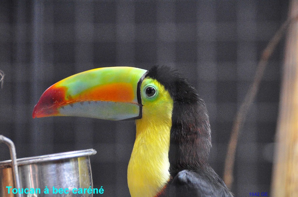 TOUCAN